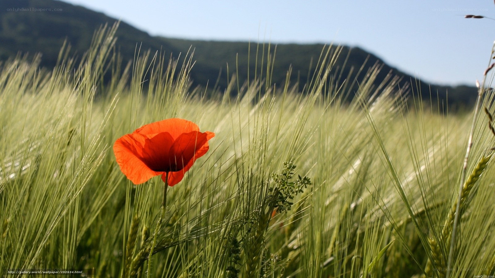 Red poppy in a green field