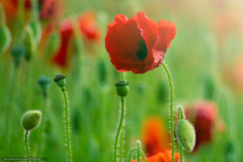 Red poppy in a green field