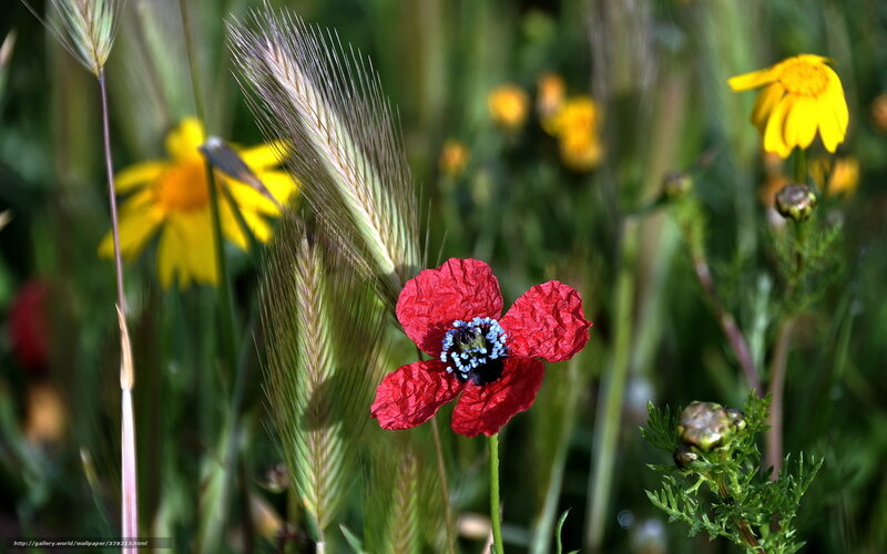 Red poppy in a meadow