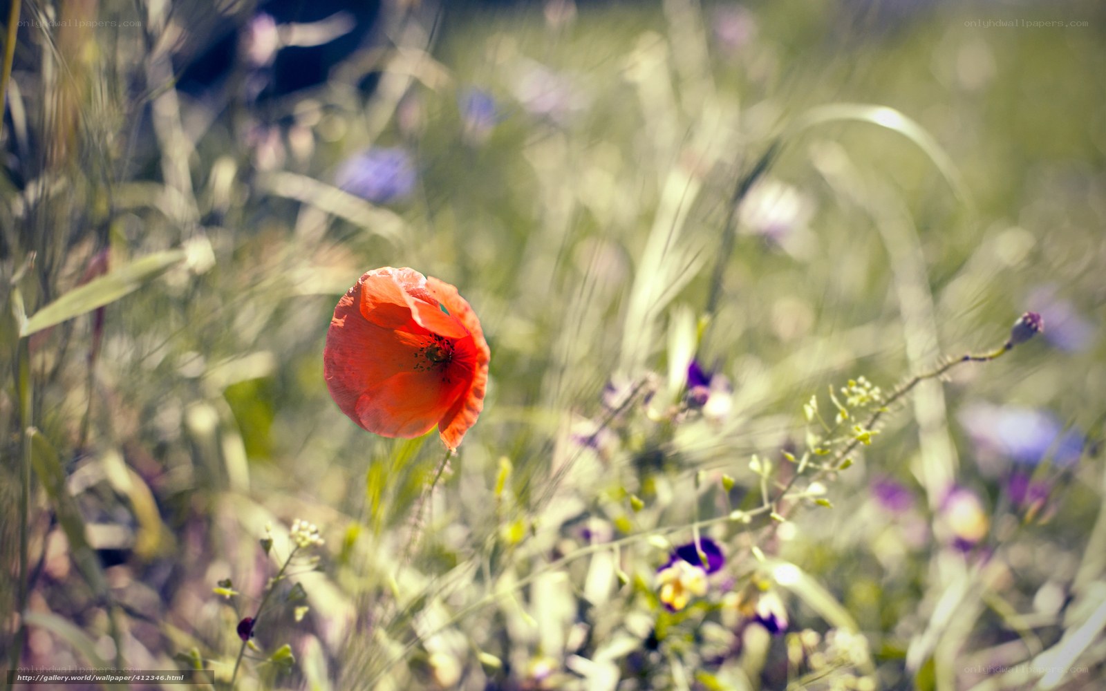 Red poppy in a meadow