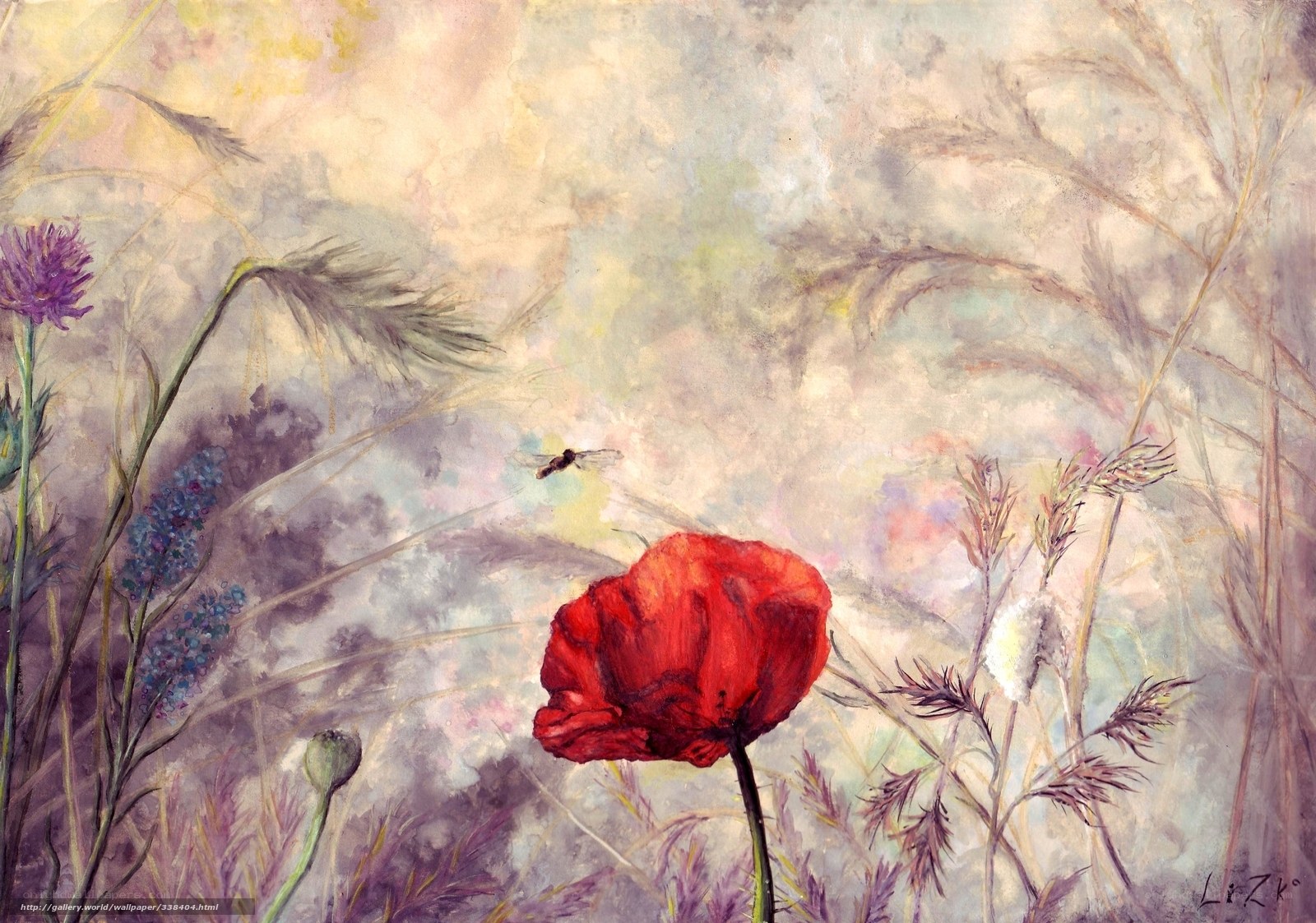 Red poppy in a meadow