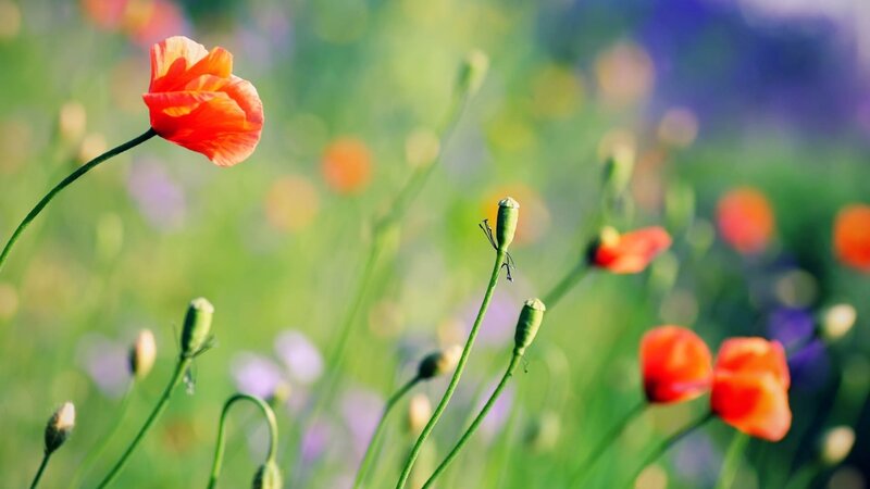 Red poppy in a sunny field