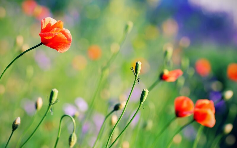 Red poppy in a sunny field