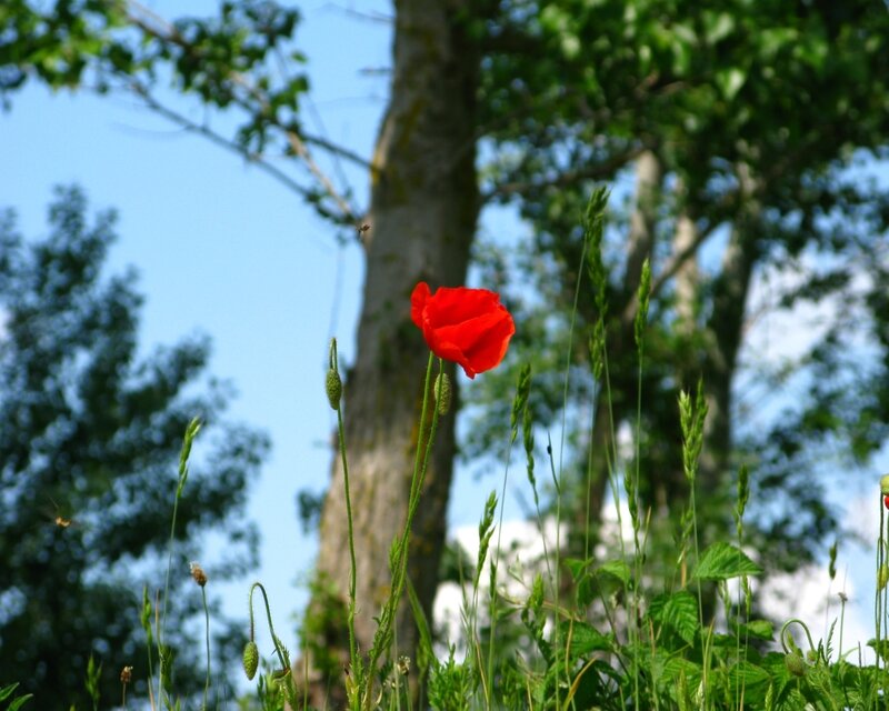 Red poppy in a sunny field