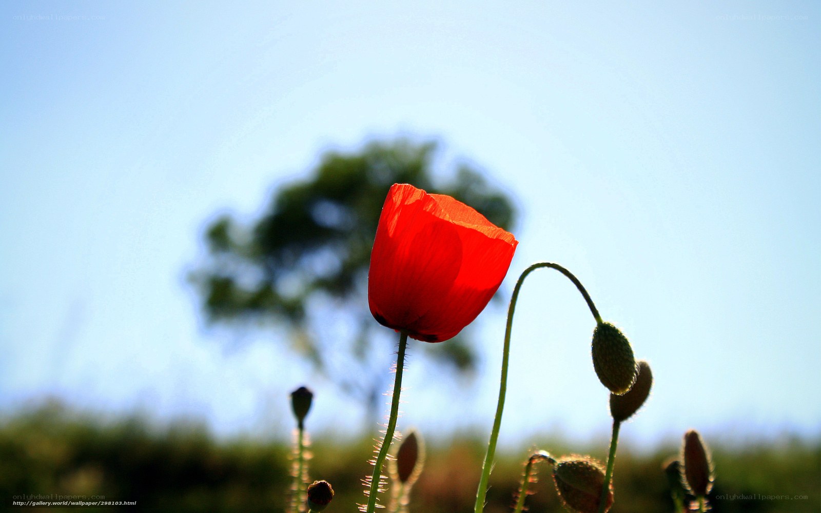 Red poppy in a sunny field