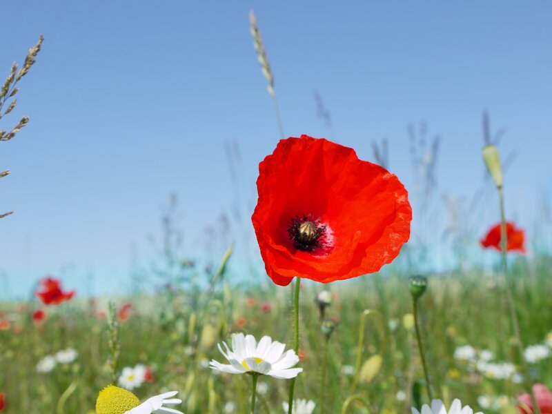 Red poppy in a sunny meadow