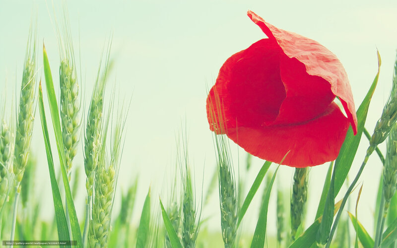 Red poppy in a wheat field