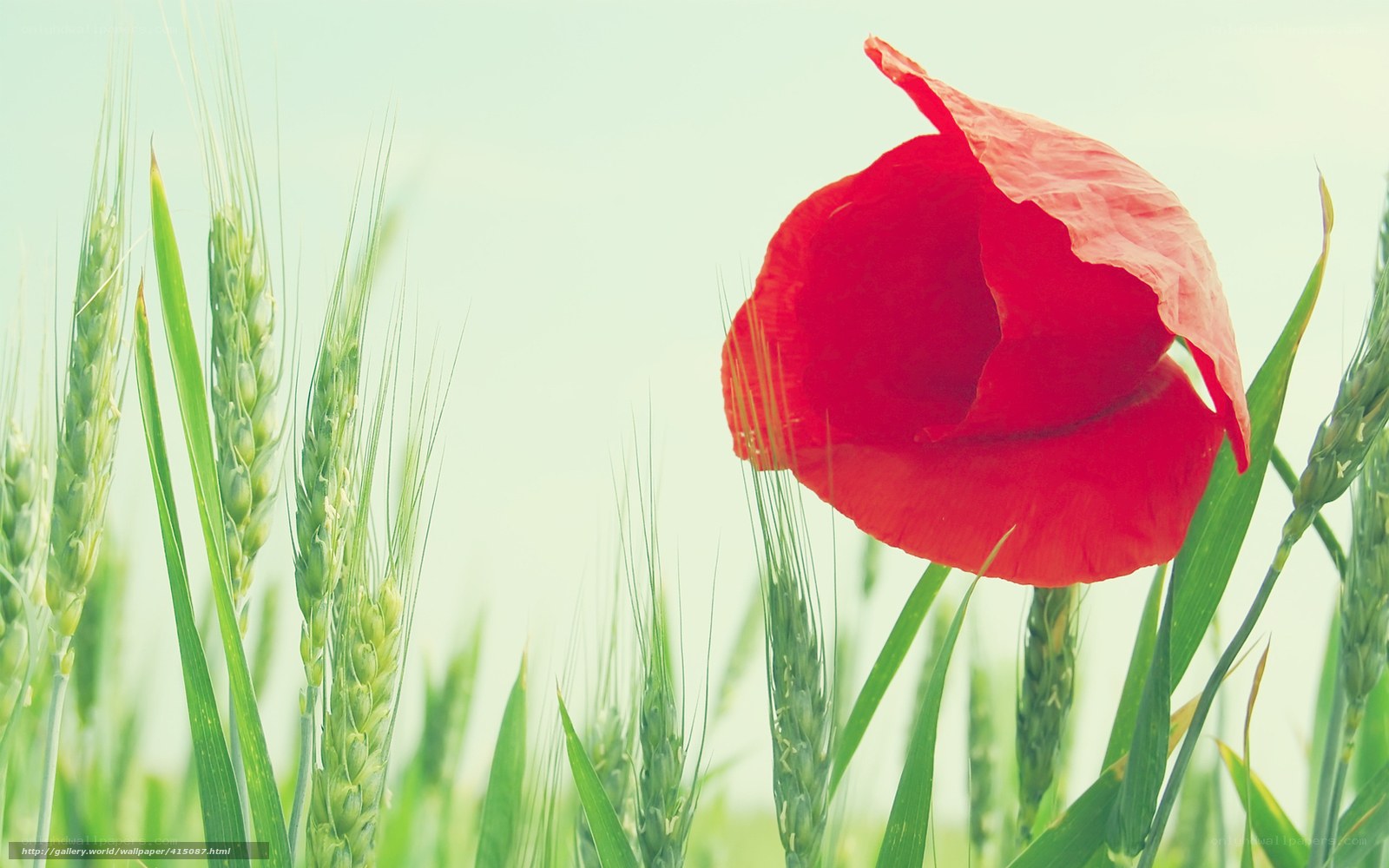 Red poppy in a wheat field