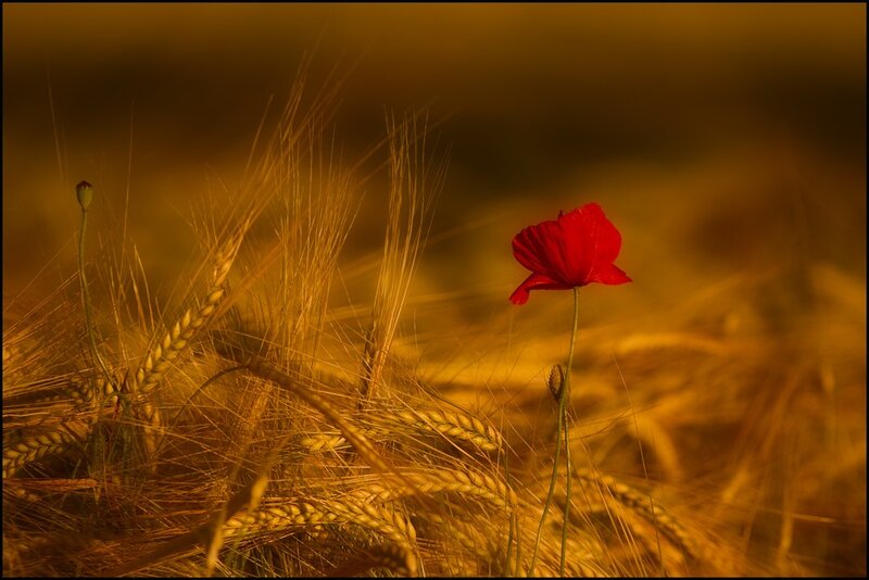 Red poppy in a wheat field