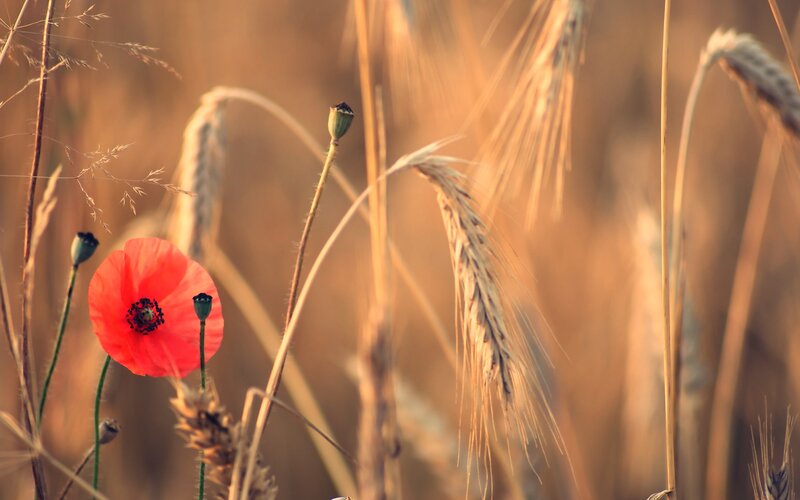 Red poppy in a wheat field