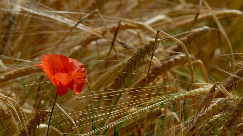 Red poppy in a wheat field