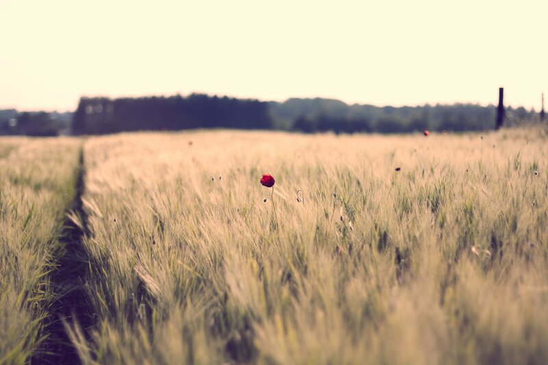 Red poppy in a wheat field