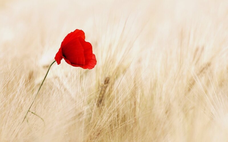 Red poppy in a wheat field