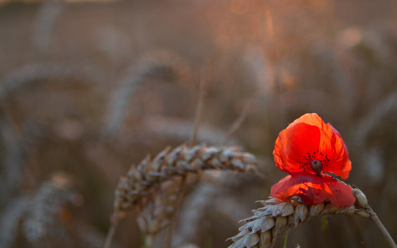 Red poppy in a wheat field