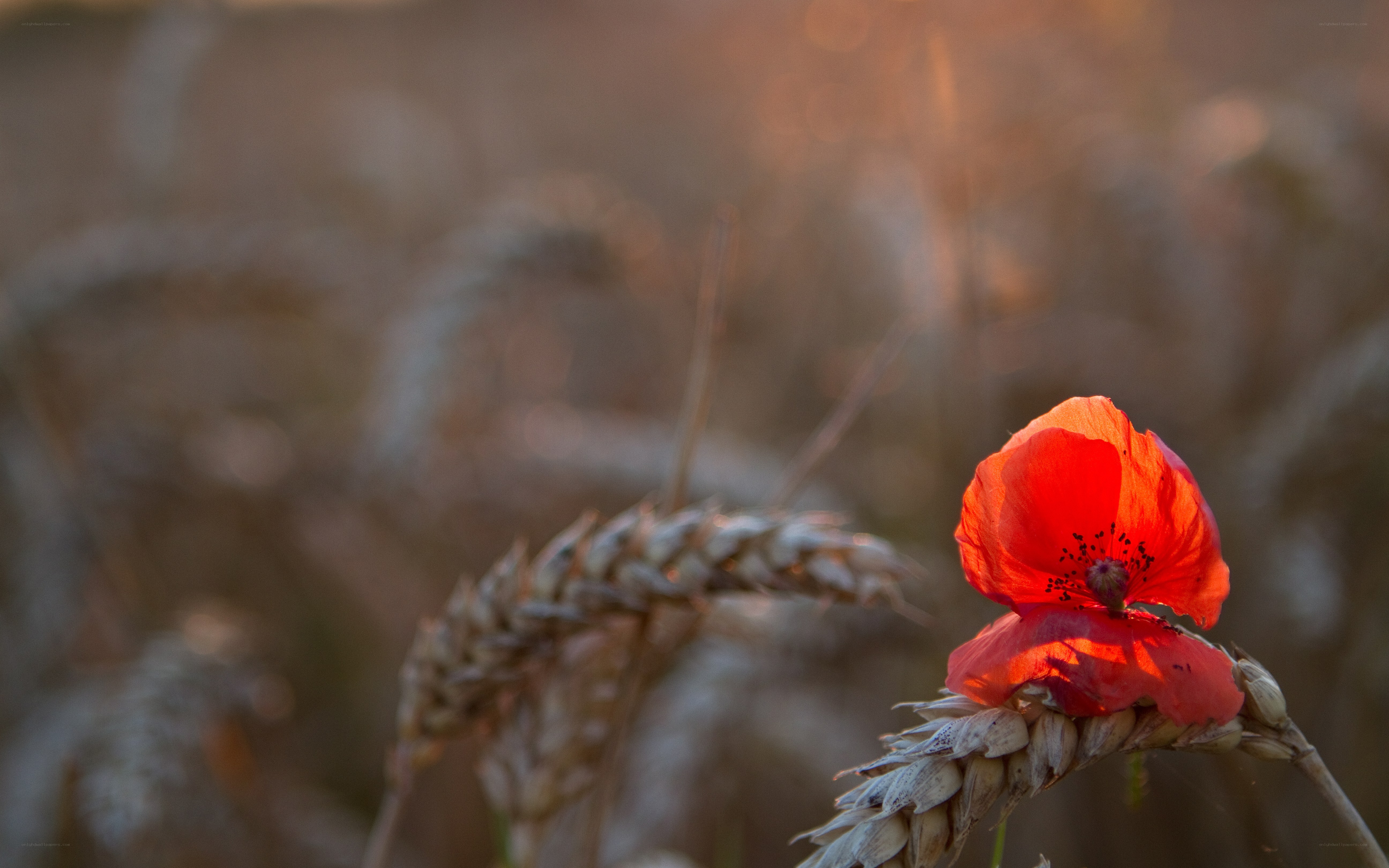 Red poppy in a wheat field
