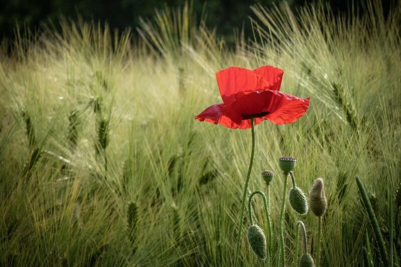 Red poppy in a wheat field