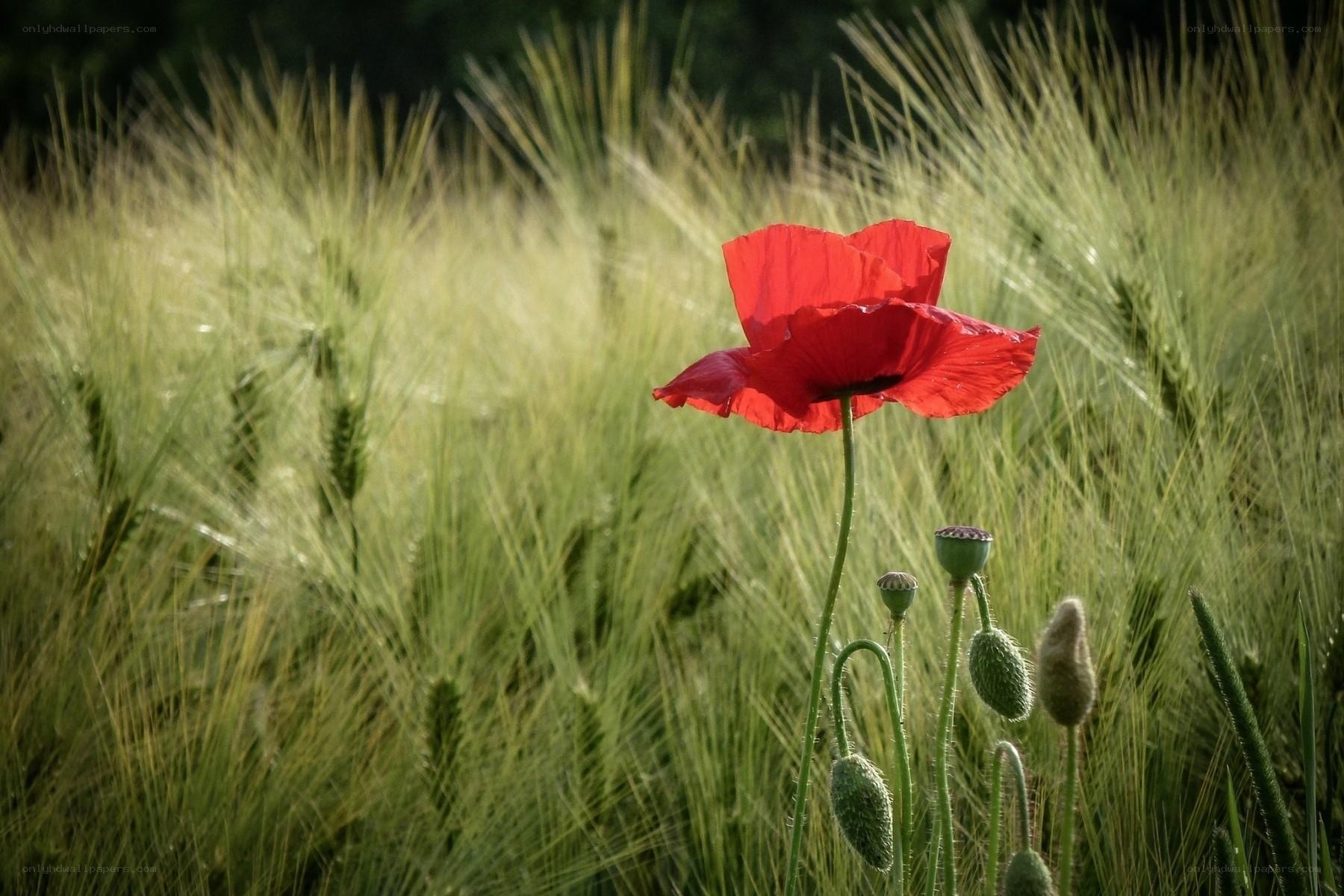 Red poppy in a wheat field