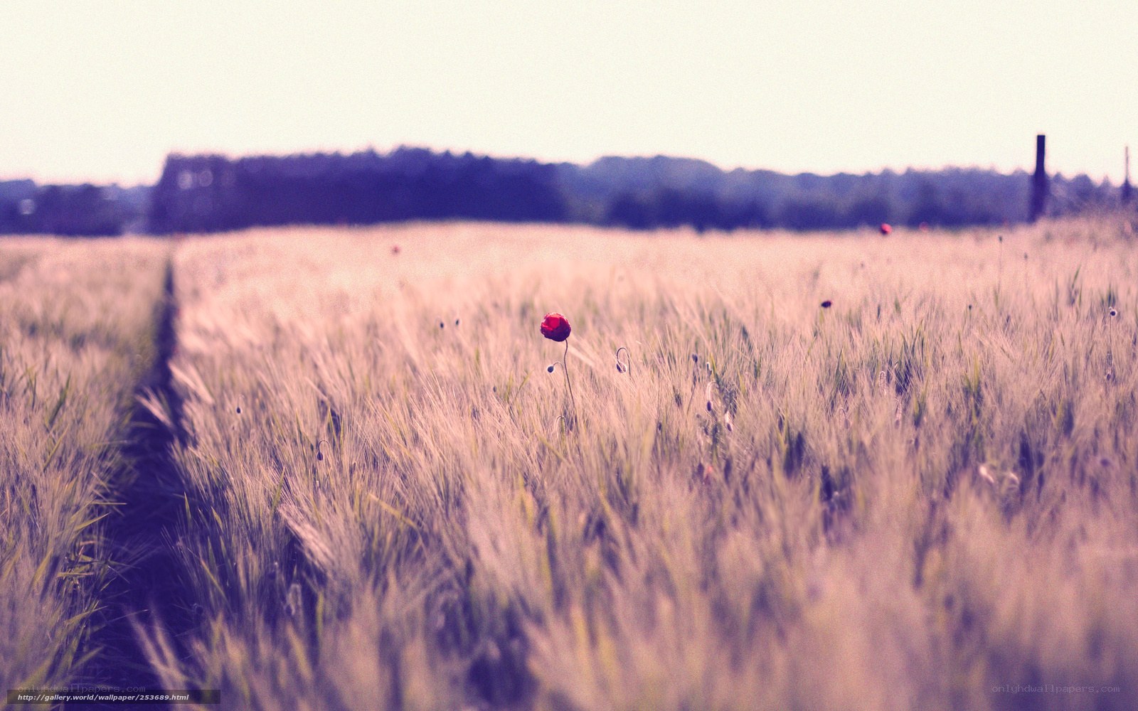 Red poppy in a wheat field