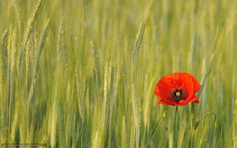 Red poppy in a wheat field