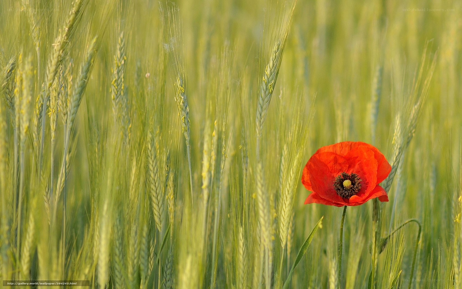 Red poppy in a wheat field