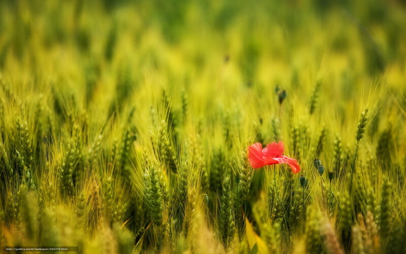 Red poppy in a wheat field