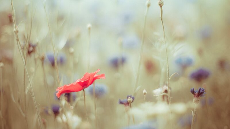 Red poppy in a wildflower field