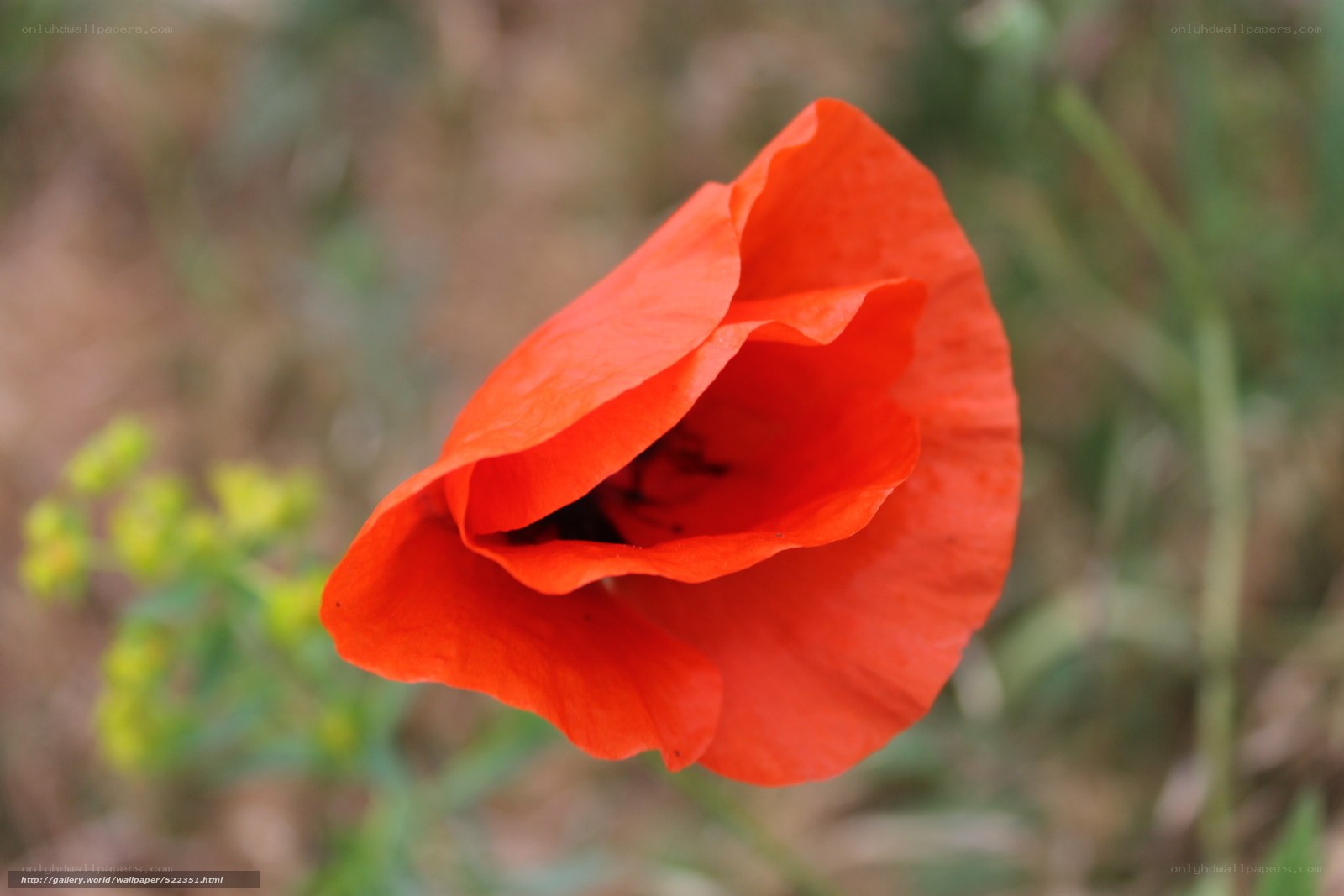 Red poppy in bloom