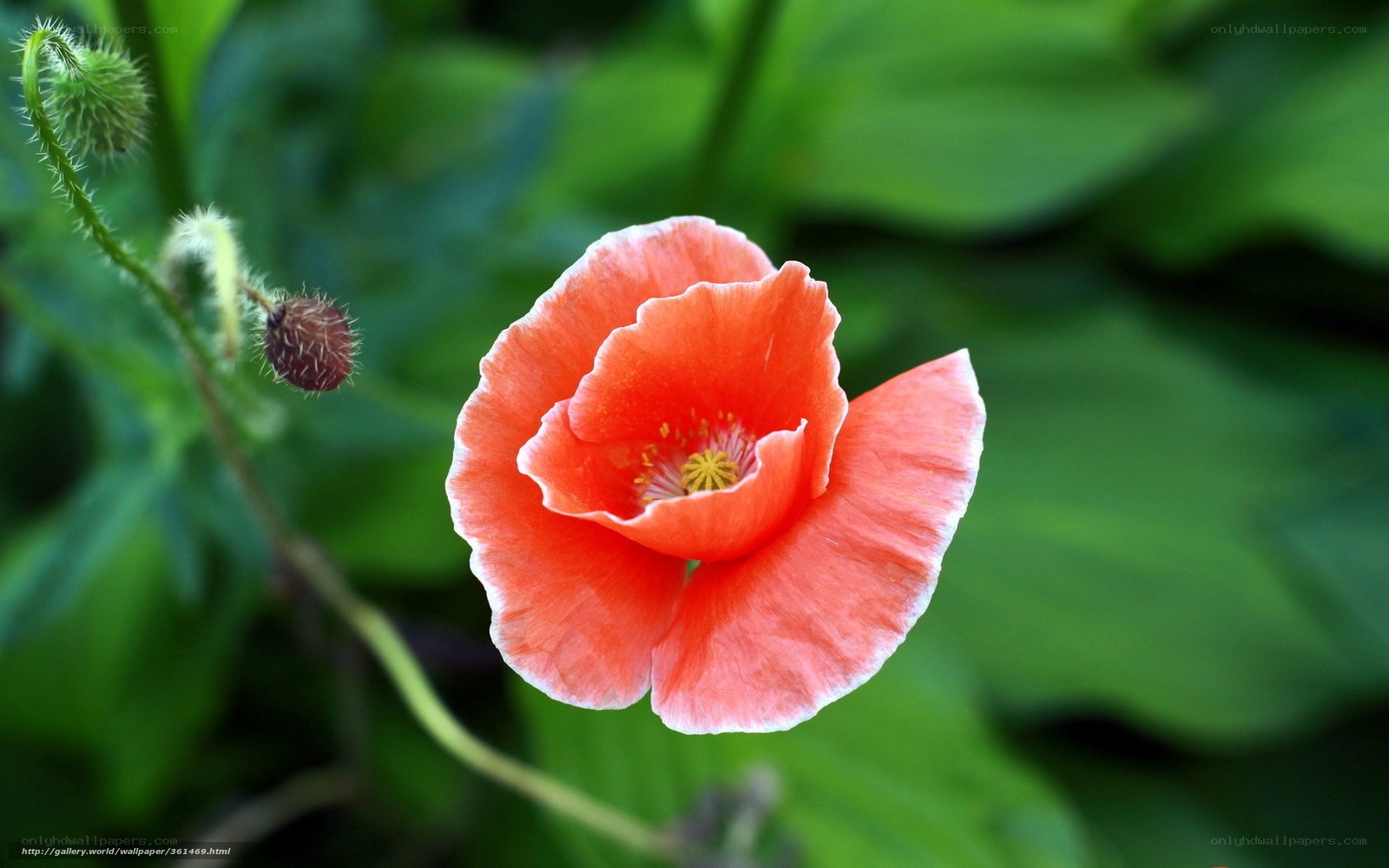 Red poppy in bloom