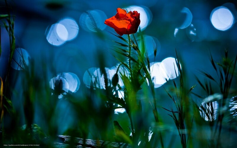 Red poppy in blue bokeh