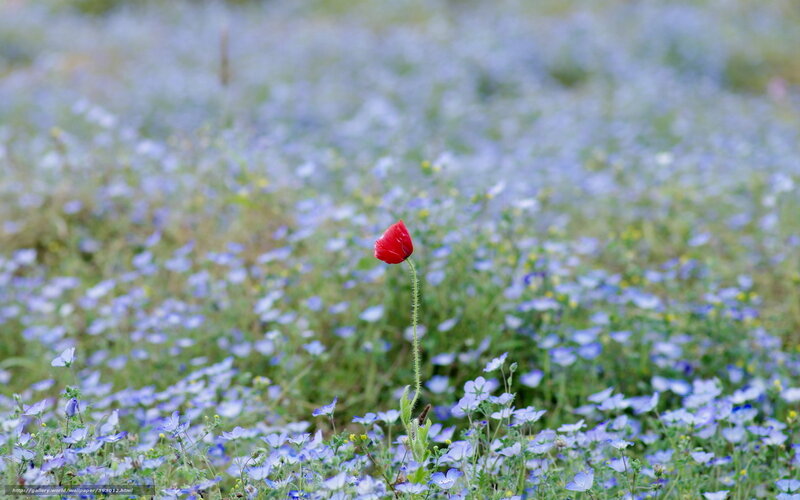Red Poppy in Blue Field