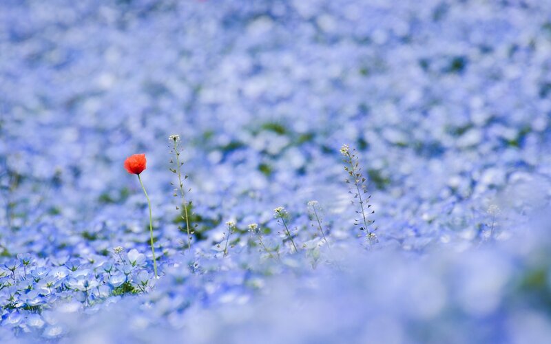 Red poppy in blue flower field