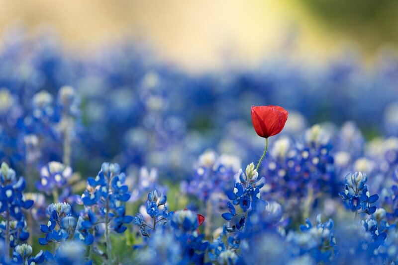 Red Poppy in Blue Flowers — Serene, Spring