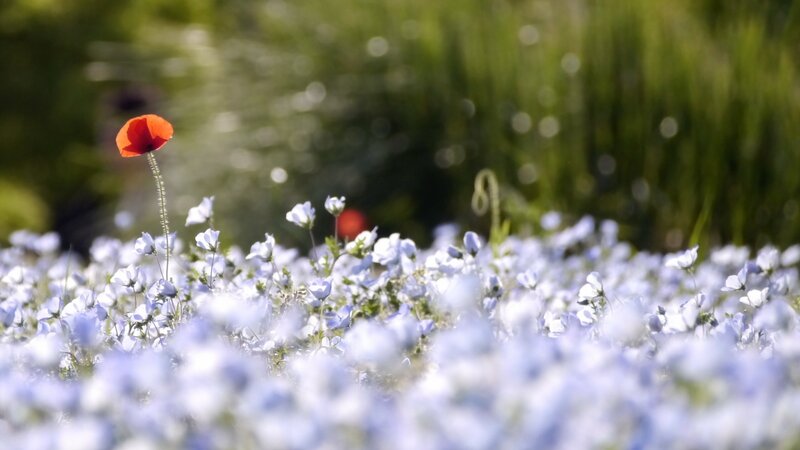 Red Poppy in Blue Flowers — Serene