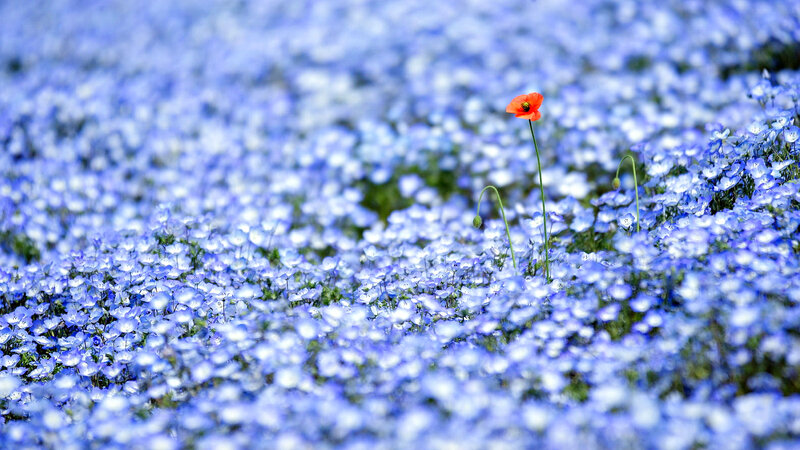 Red Poppy in Blue Flowers