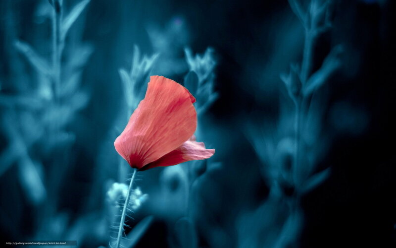 Red poppy in blue garden
