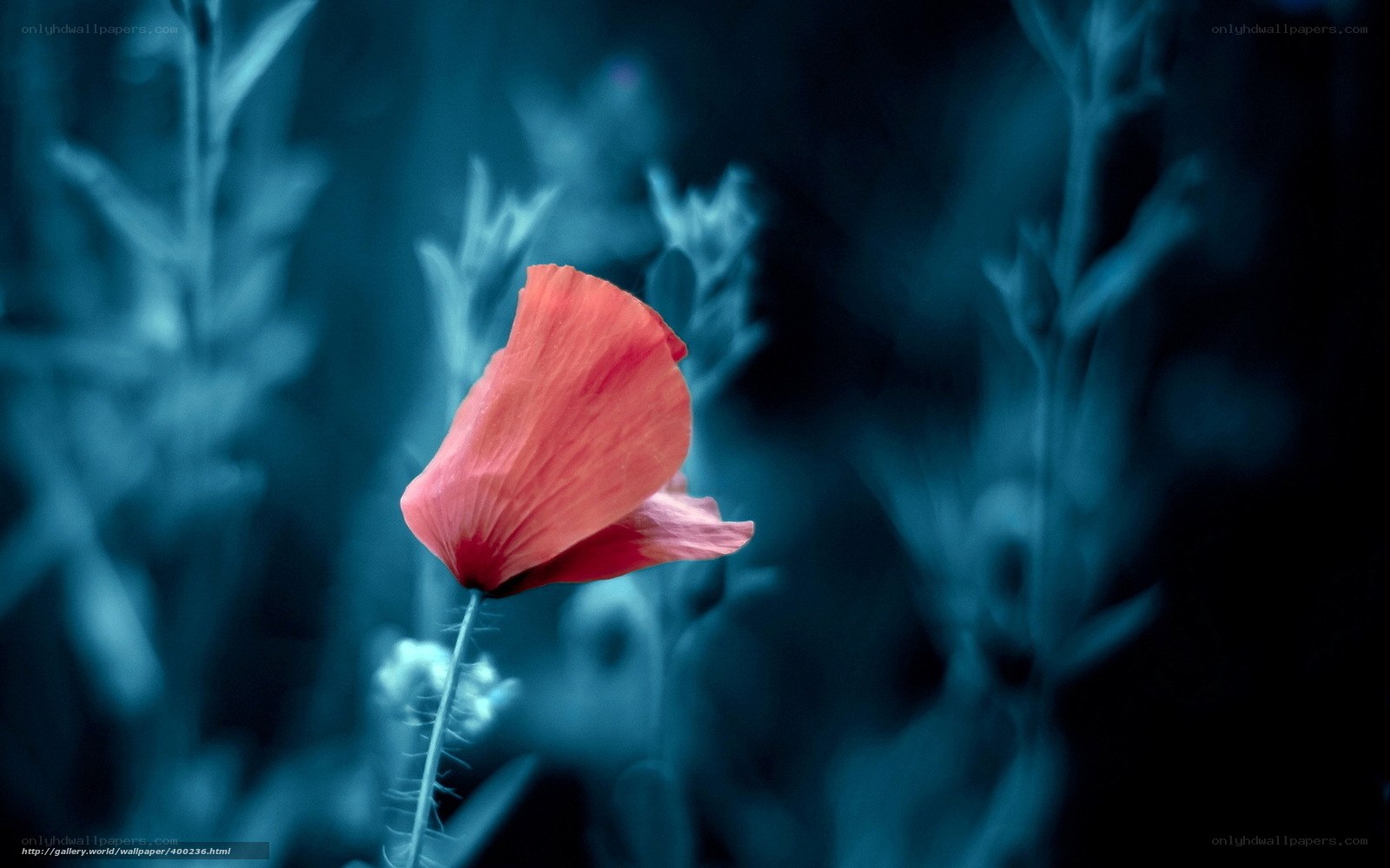 Red poppy in blue garden