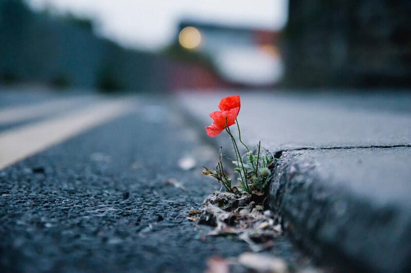 Red Poppy in Crack