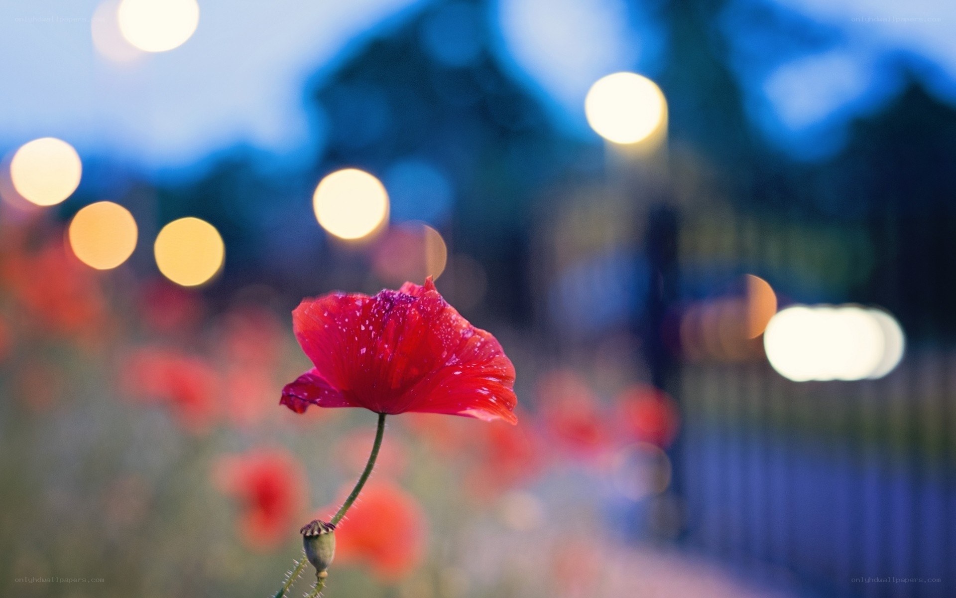Red poppy in evening light