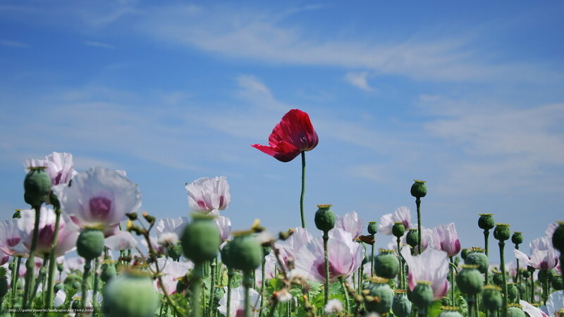 Red Poppy in Field — Blue, Serene