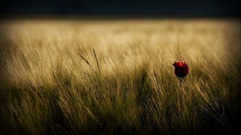 Red Poppy in Field — Dramatic, Sunset