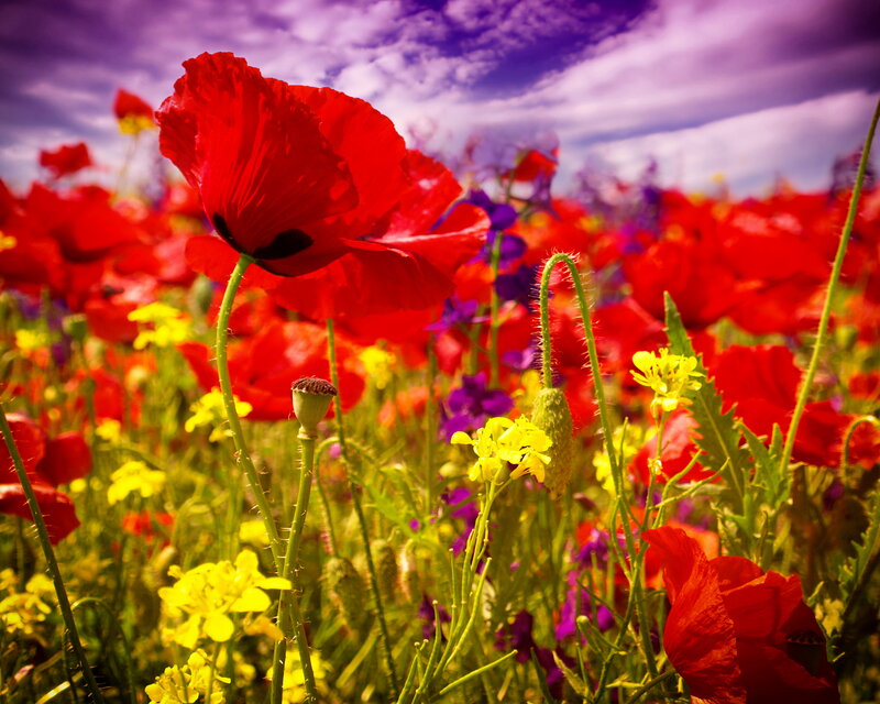 Red Poppy in Field — Dramatic