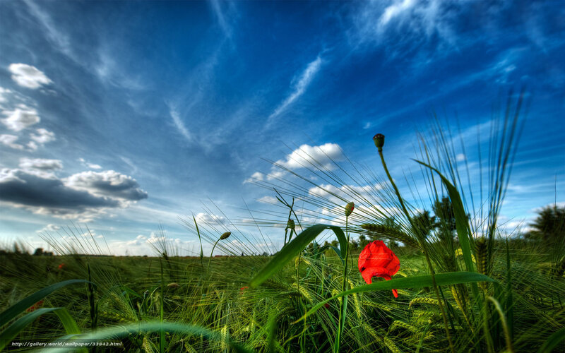 Red Poppy in Field — Green, Dramatic