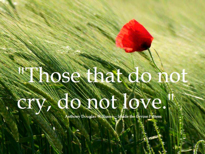 Red Poppy in Field — Green, Serene