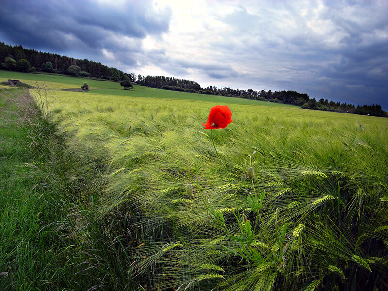 Red Poppy in Field — Green
