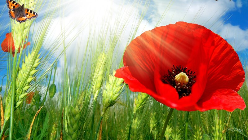 Red Poppy in Field — Serene, Afternoon, Photograph, Butterfly