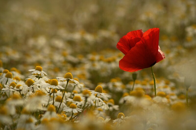 Red Poppy in Field — Serene, Afternoon, Photograph, Daisies