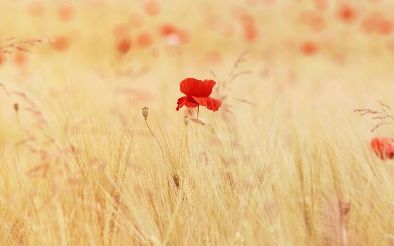 Red Poppy in Field — Serene, Afternoon, Photograph, Grass, Seed Pod