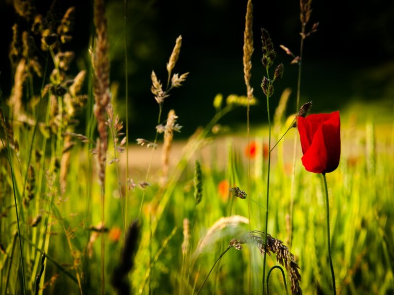 Red Poppy in Field — Serene, Afternoon, Photograph, Grass