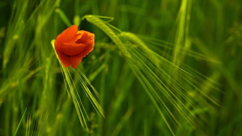 Red Poppy in Field — Serene, Afternoon, Photograph, Grass, Wheat