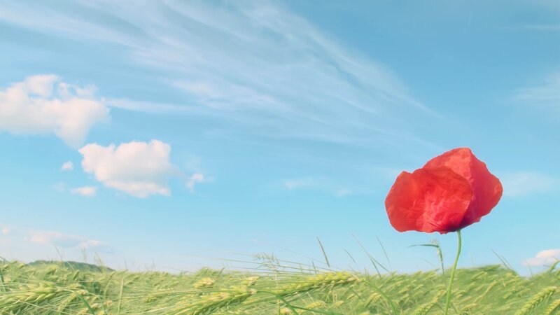 Red Poppy in Field — Serene, Afternoon, Photograph, Sky, Clouds